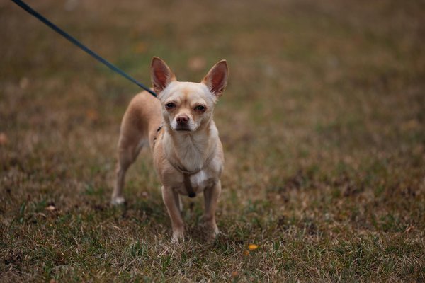 Compliciteetpatounes