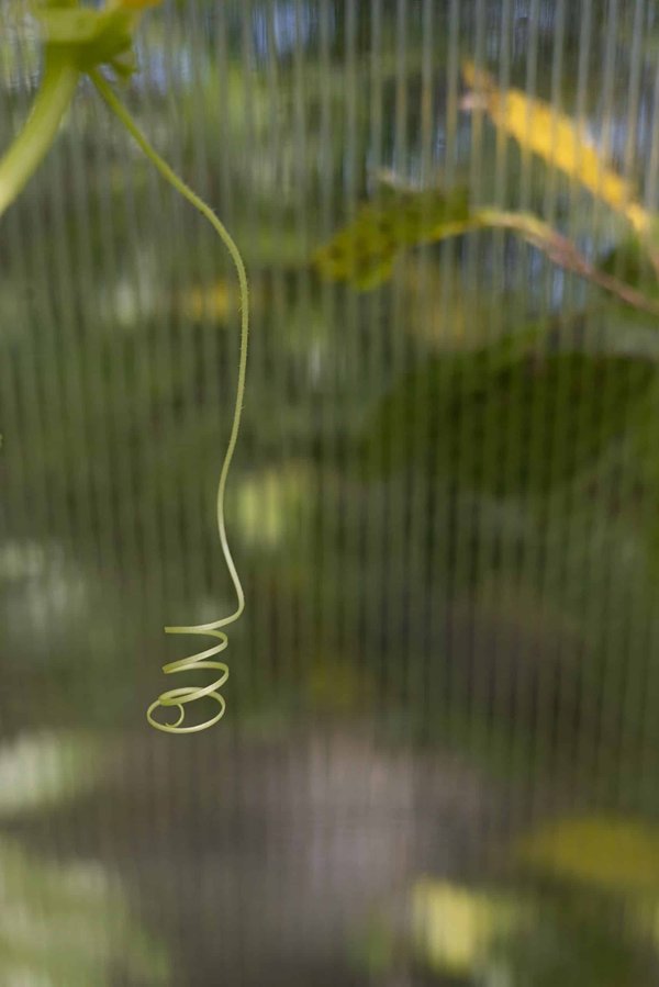 Comment organiser un espace de vie adapté pour un chien aveugle ?