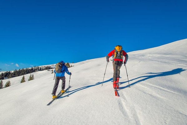 Quelles précautions prendre lors de randonnées avec son chien en montagne ?