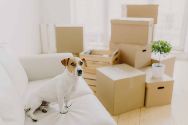 Comment choisir des vêtements confortables pour un chien en hiver ?